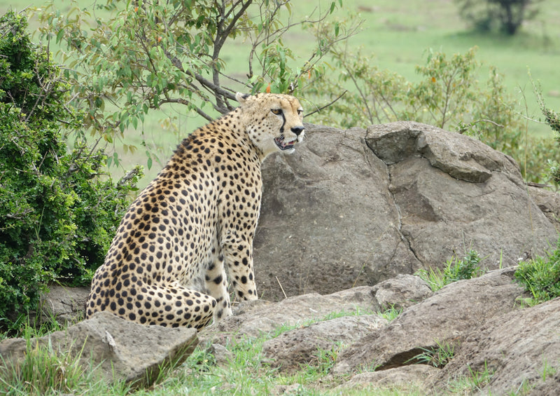 84720 Natur - Gepard