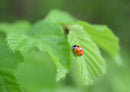 24434 Natur - Marienkäfer