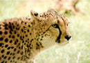 75537 Tierwelt - Gepard