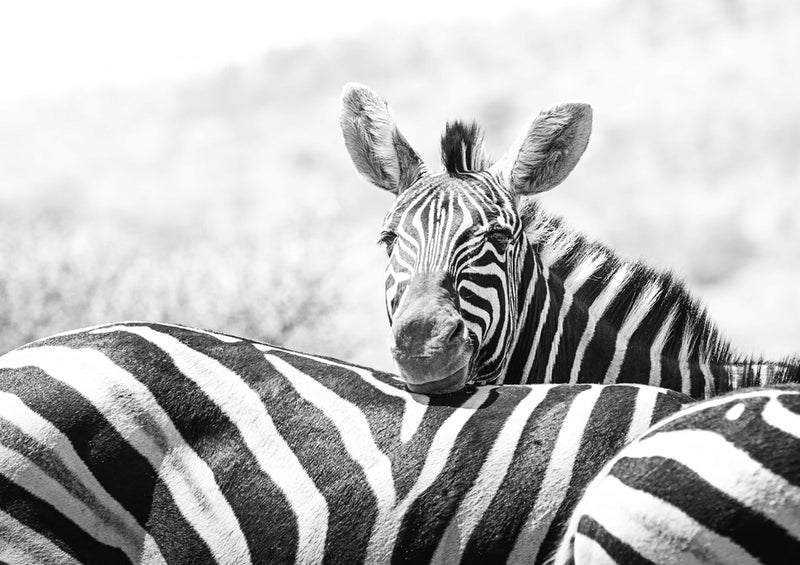 75575 Tierwelt - Zebra