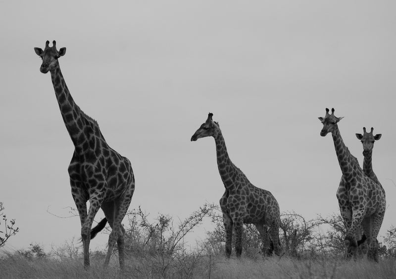 75228 Tierwelt - Giraffe