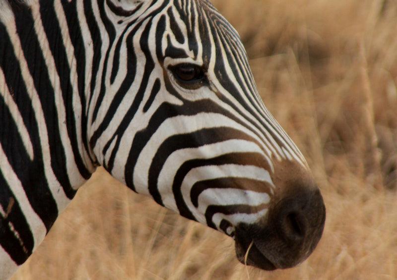 80897 Natur - Zebra