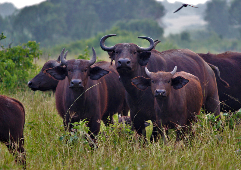 84866 Tierwelt - Büffel