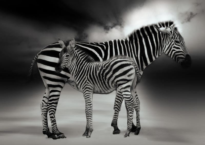 79602 Tierwelt - Zebras