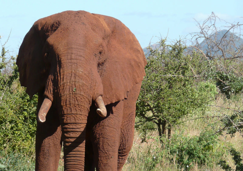 75547 Tierwelt - Elefant