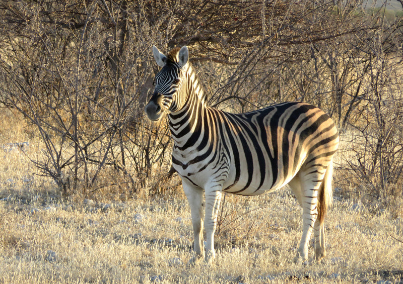 80317 Natur - Zebra