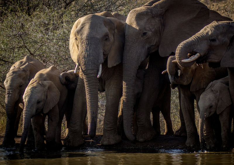 87345 Tierwelt - Elefanten