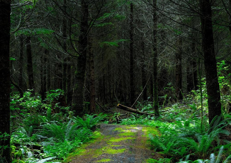 28809 Natur - Wald-Wanderweg