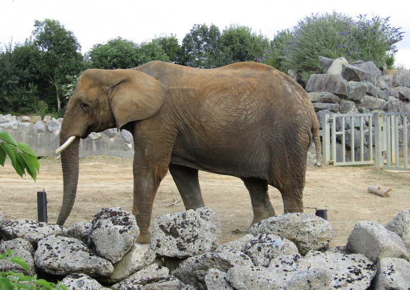 86730 Tierwelt - Elefant