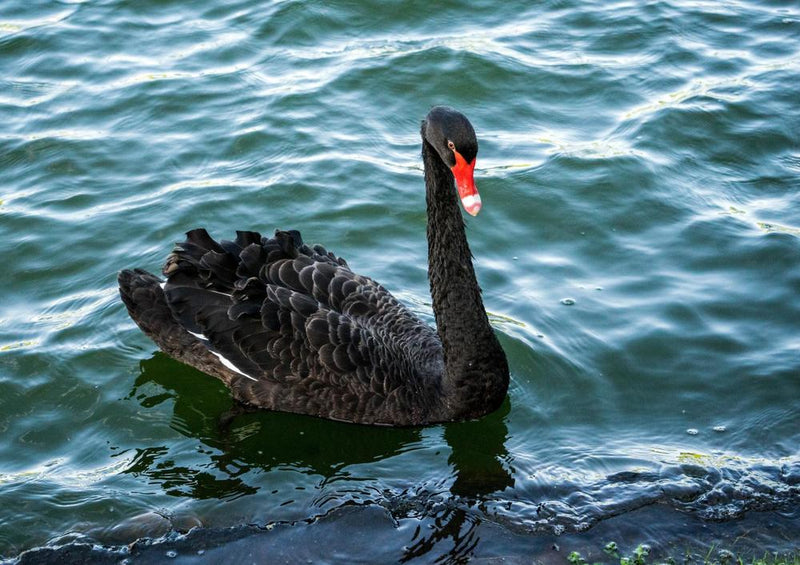 23268 Tierwelt - schwarzer Schwan