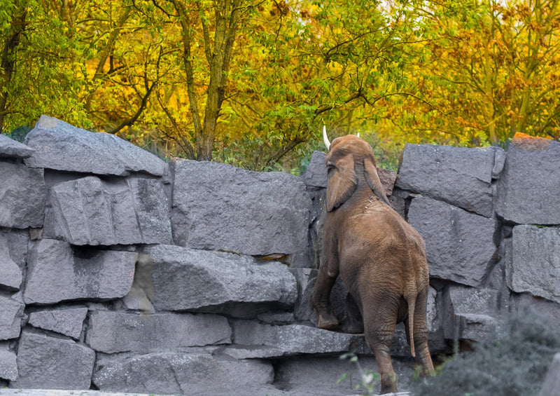 85608 Natur - Elefant