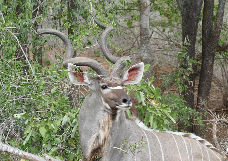 20047 Tierwelt - Kudu