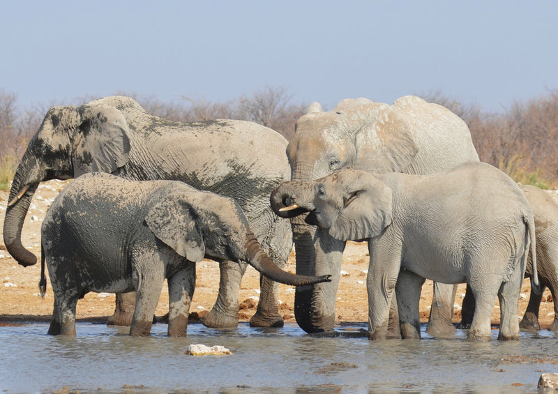 79895 Tierwelt - Elefanten