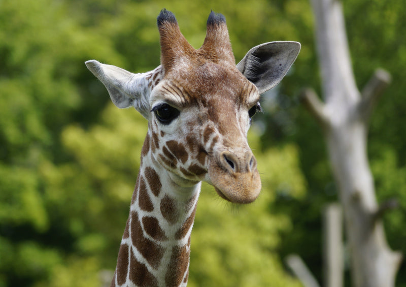 78340 Natur - Giraffe