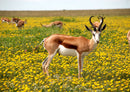 81370 Natur - Antilope