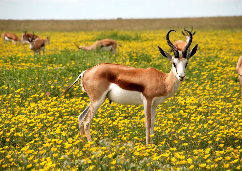 81370 Natur - Antilope