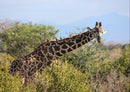 75065 Tierwelt - Giraffe