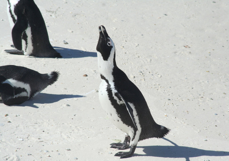 76487 Tierwelt - Pinguine