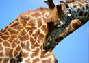 74965 Natur - Giraffe
