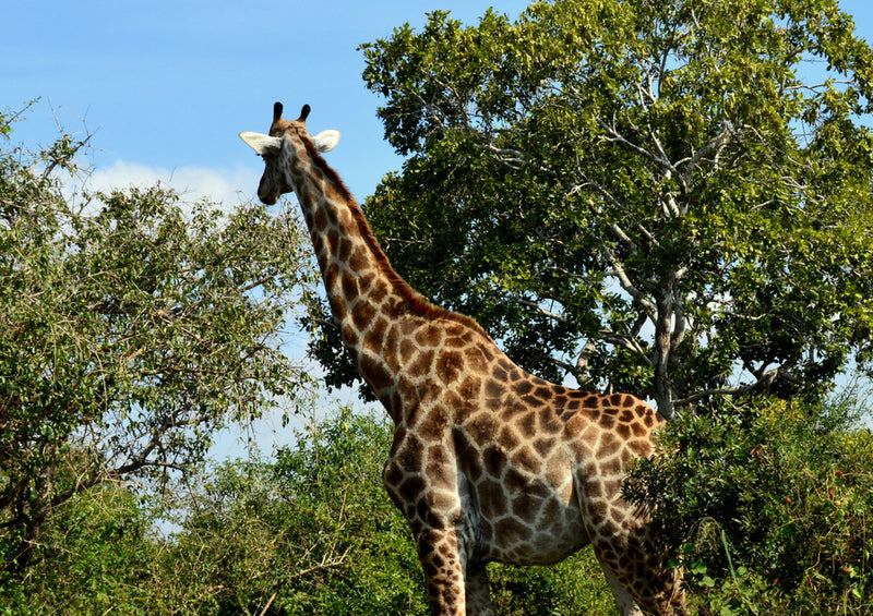 78137 Natur - Giraffe