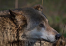23283 Tierwelt - Wolf