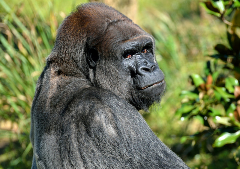 83760 Tierwelt - Gorilla