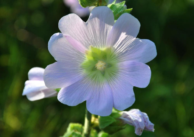 22363 Natur - Wildblume