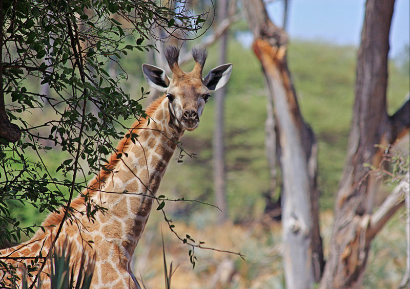 83135 Natur - Giraffe