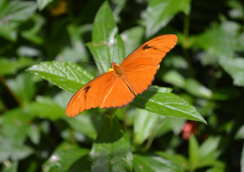 39417 Natur - Schmetterling