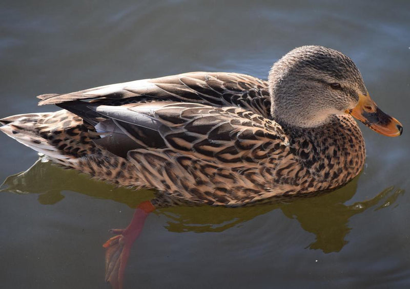 23013 Tierwelt - Ente