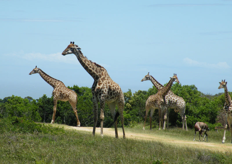 82959 Natur - Giraffe