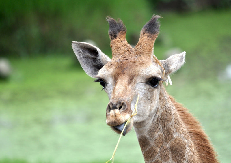 75101 Tierwelt - Giraffe