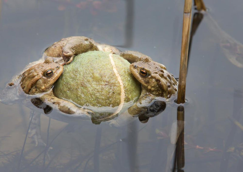 23073 Tierwelt - Tennisball mit Frosch