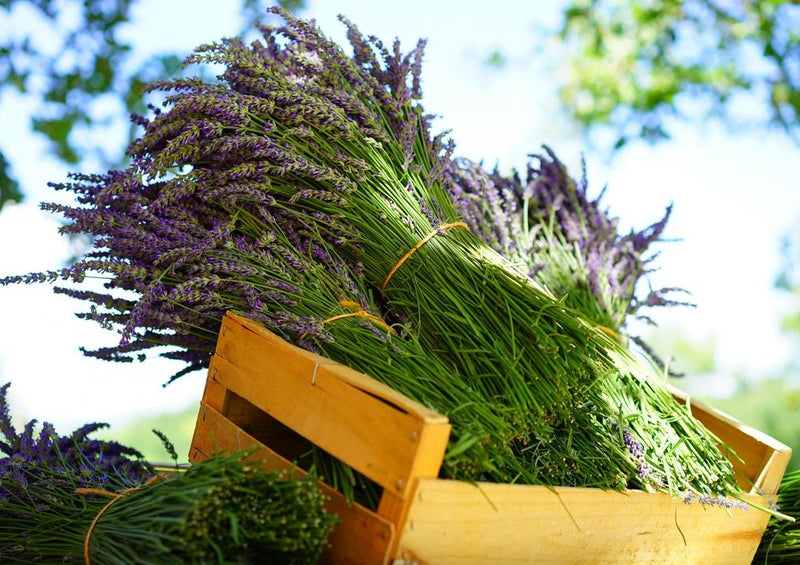 18587 Natur - Lavendel in Box