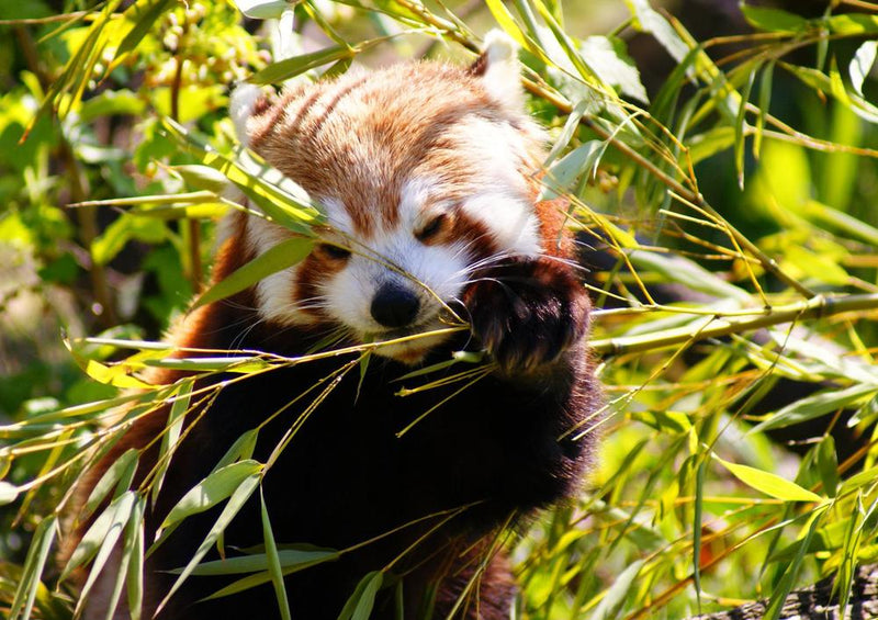 20401 Tierwelt - Roter Panda