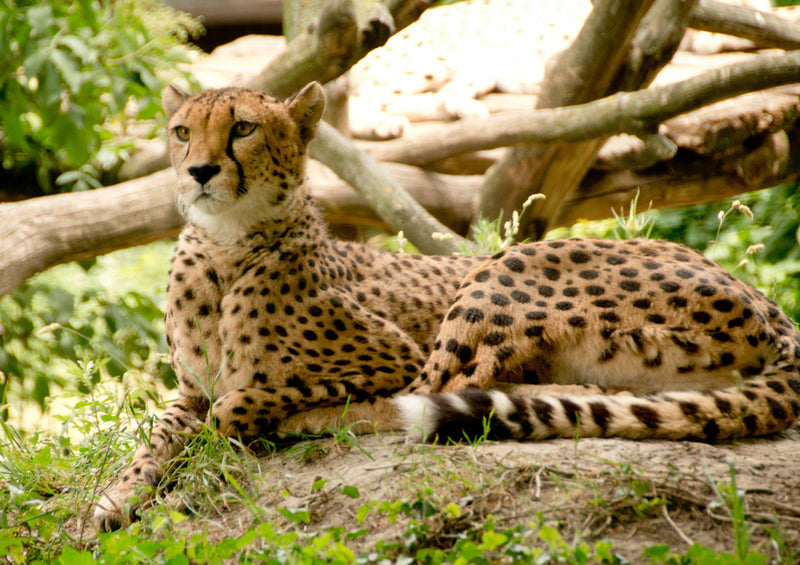 82912 Natur - Gepard