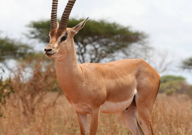 78748 Natur - Antilope