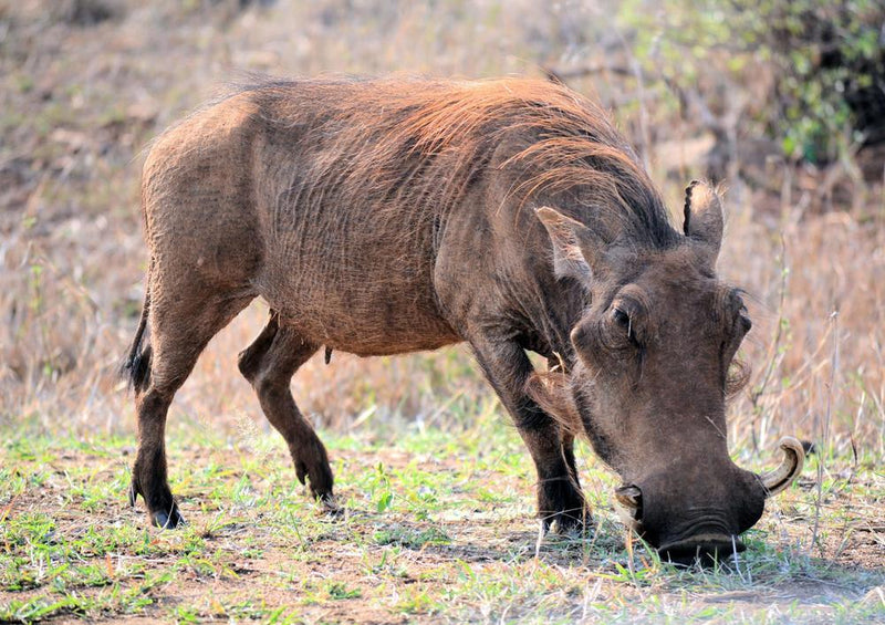 18275 Natur - Warzenschwein