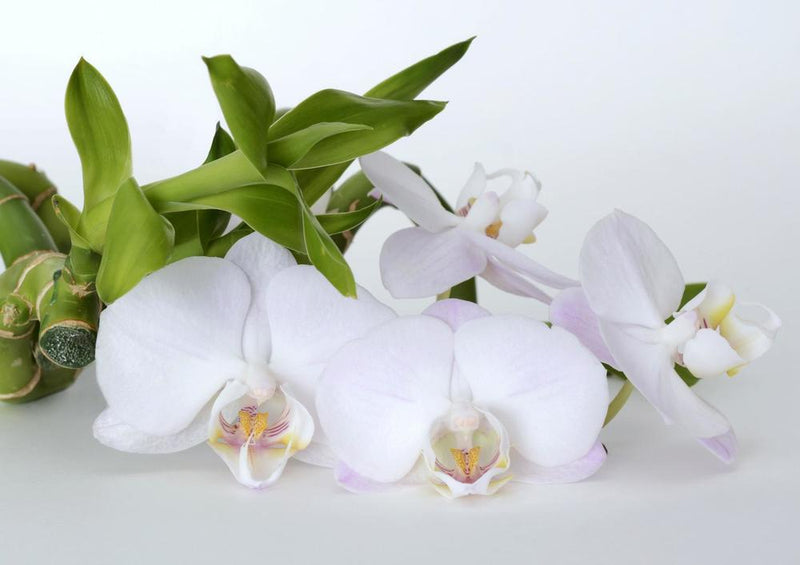 26958 Natur - Orchideenblüte