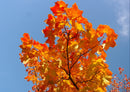 37082 Natur - Herbst