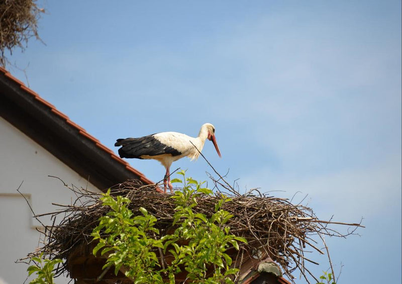 17830 Tierwelt - Storch im Nest