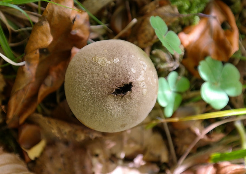 39173 Natur - Pilz