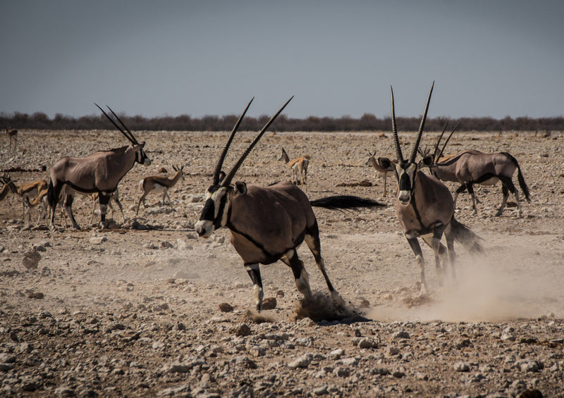 83662 Tierwelt - Oryx