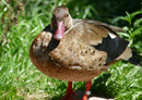 36154 Tierwelt - Stockente