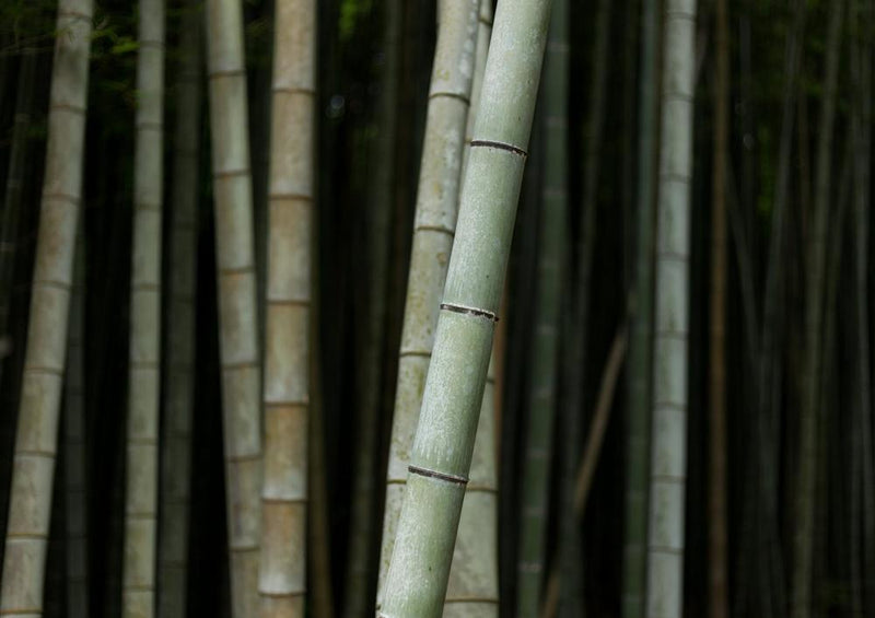 28149 Natur - Bambus