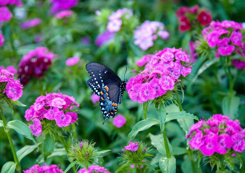 21731 Natur - Schmetterling auf Blüte