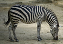 77431 Natur - Zebra