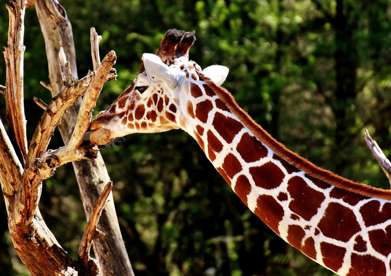 78905 Natur - Giraffe