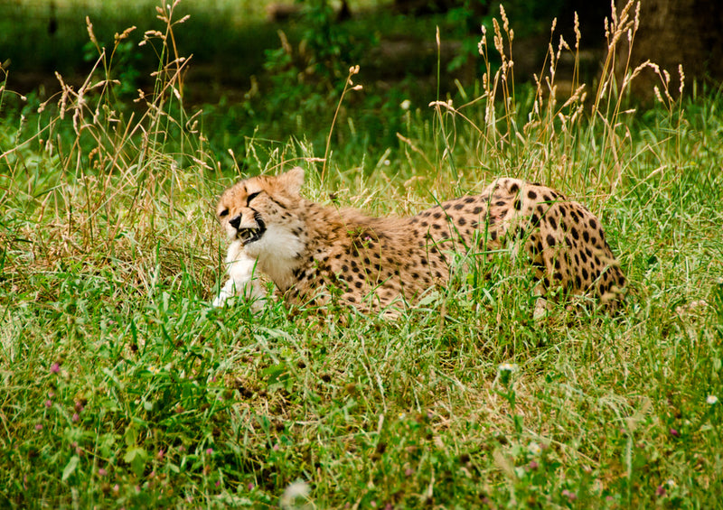 80577 Natur - Gepard