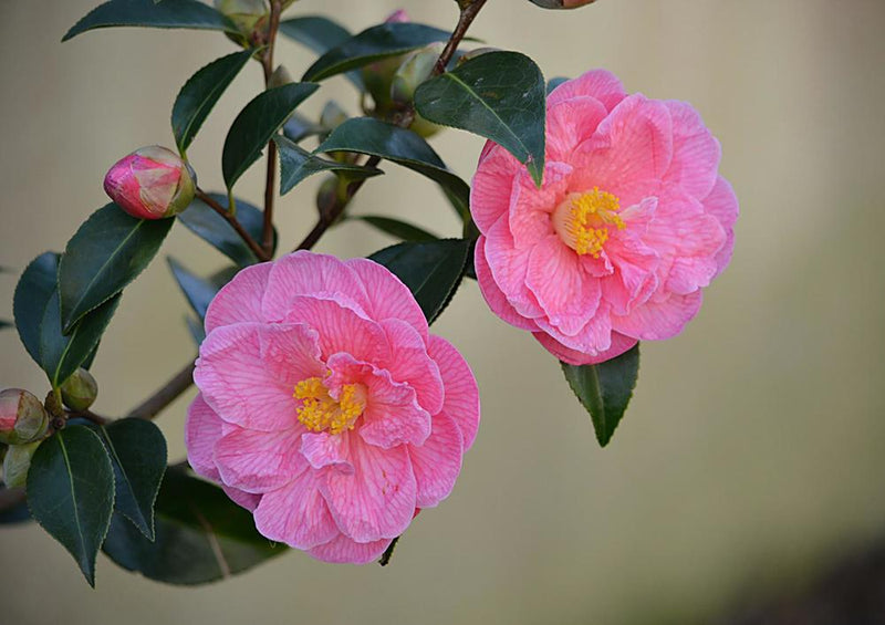 17977 Natur - Rosa Blüte